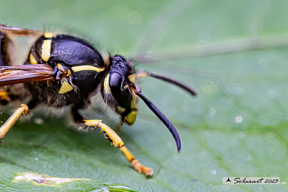 Dolichovespula sylvestris  (???)