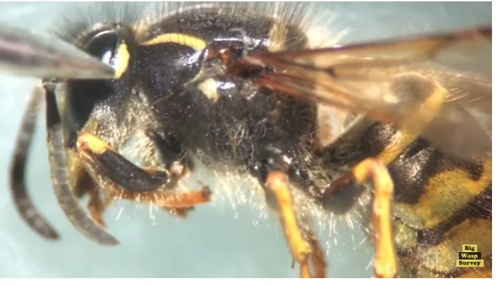 Dolichovespula sylvestris  (???)