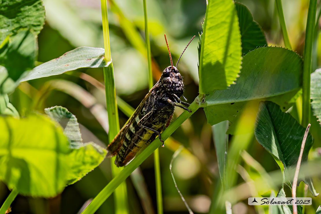 Acrididae ???