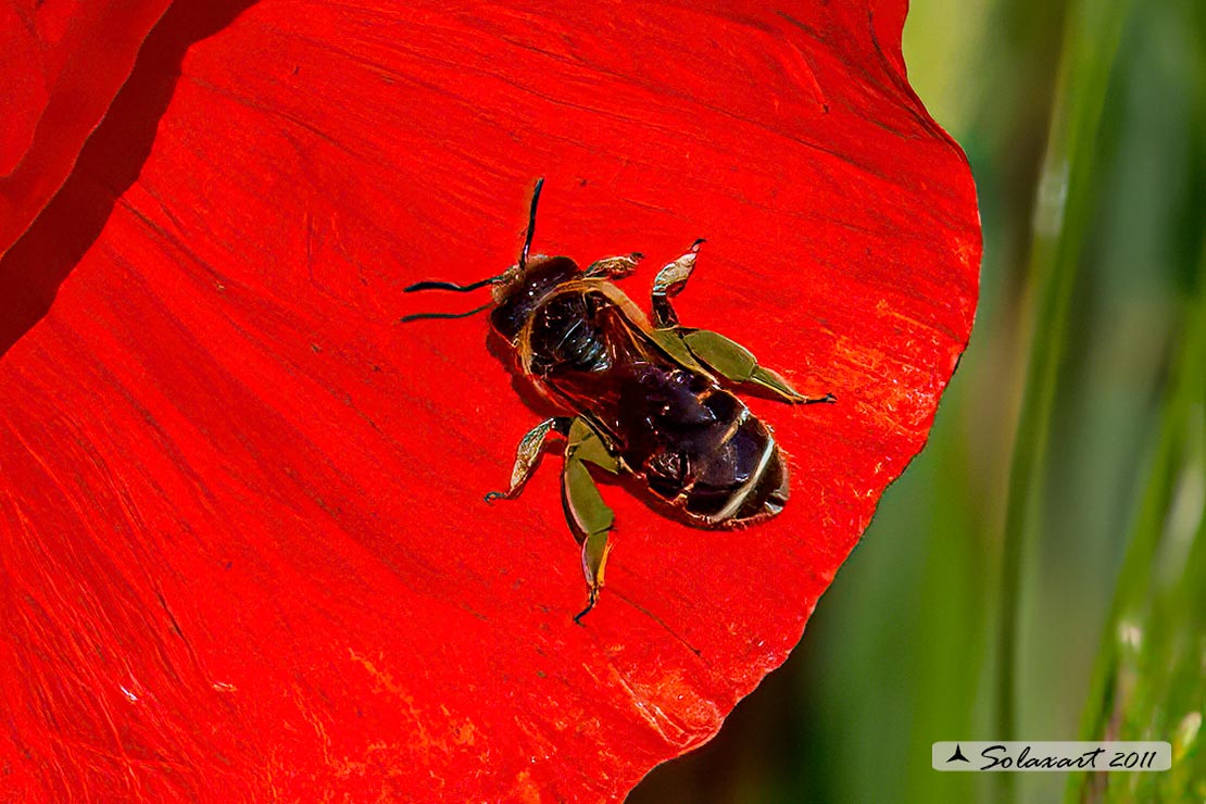 Nomiapis diversipes ? No, Halictus sp.