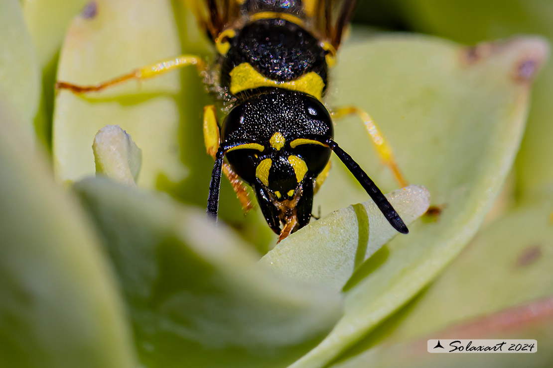 Vespidae Eumeninae: Ancistrocerus longispinosus