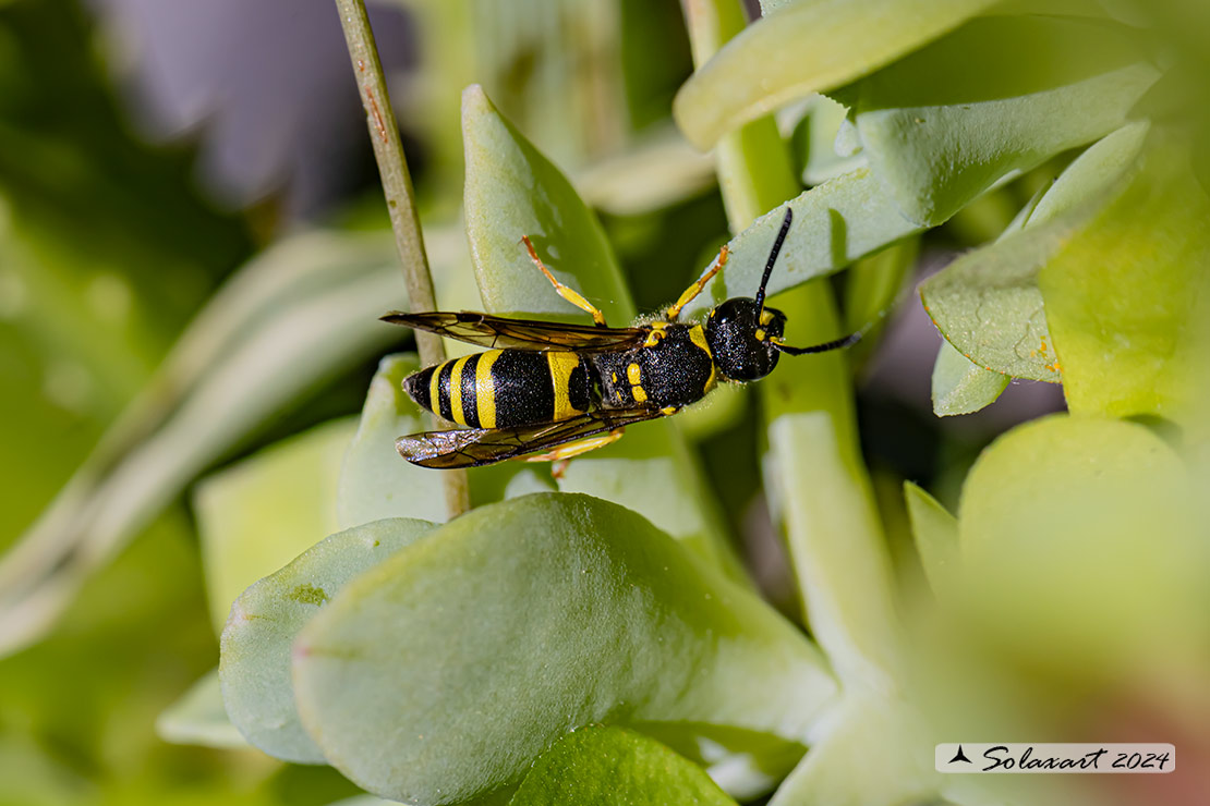 Vespidae Eumeninae: Ancistrocerus longispinosus