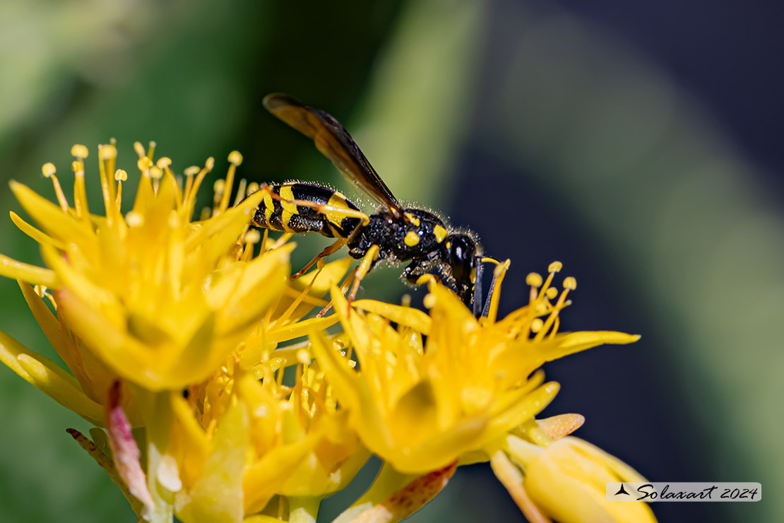 Vespidae Eumeninae: Ancistrocerus longispinosus