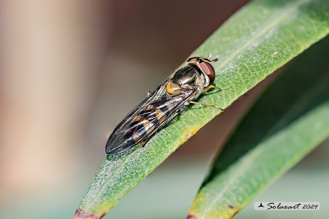 Syrphidae  Sphaerophoria ??????