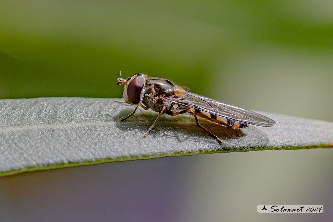 Syrphidae  Sphaerophoria ??????