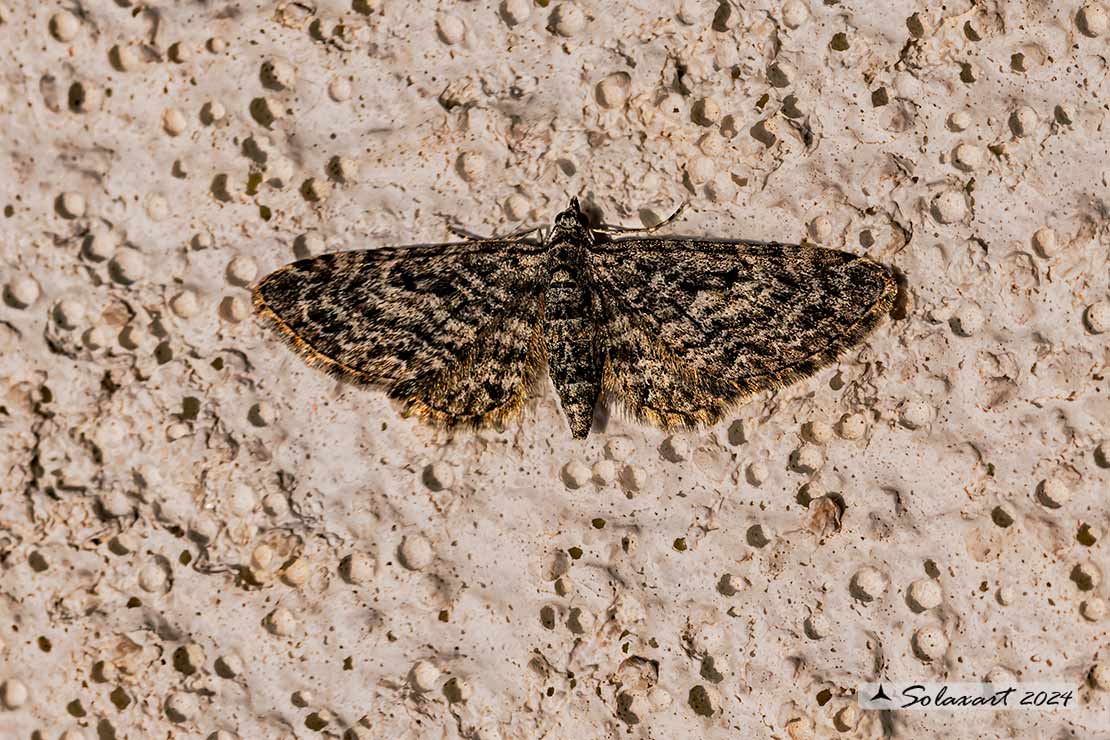 Eupithecia (?)