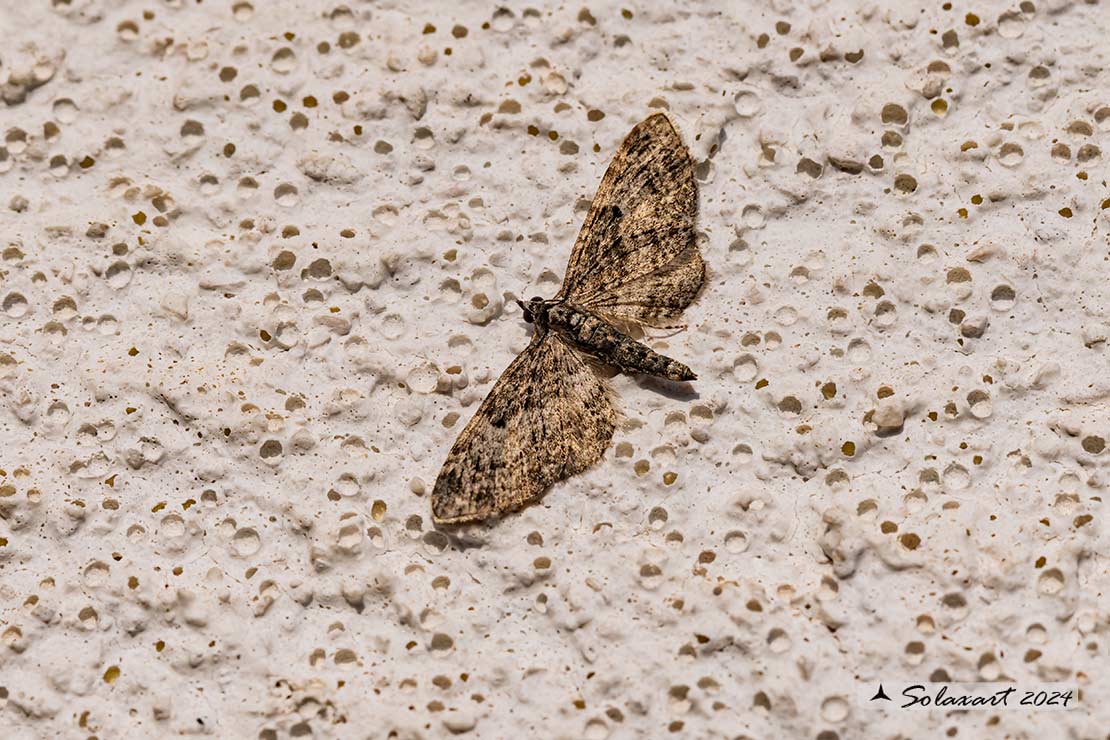 Eupithecia (??)