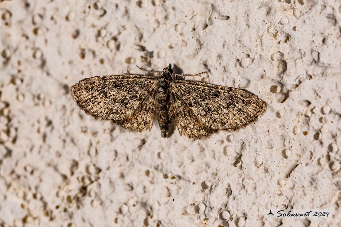 Eupithecia (???)