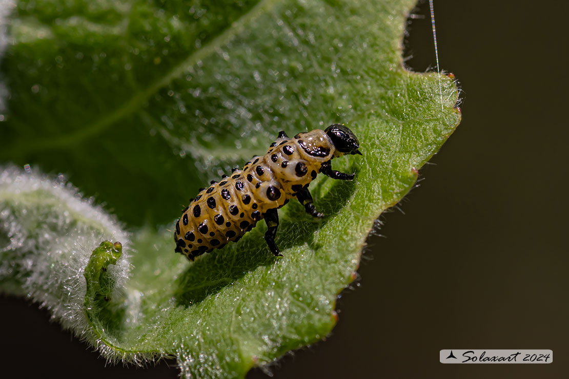 Chrysomela populi larva (??)