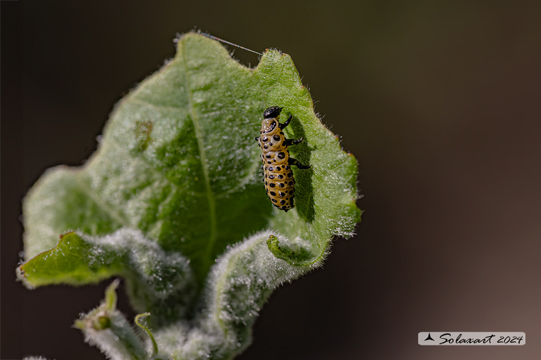 Chrysomela populi larva (??)