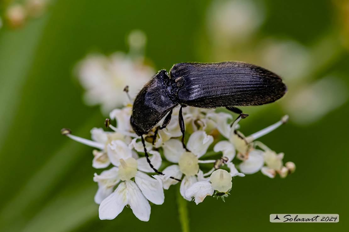Elateridae (quale??)