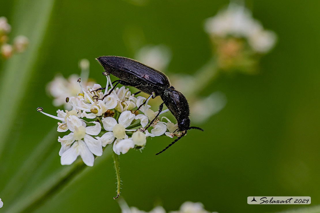 Elateridae (quale??)
