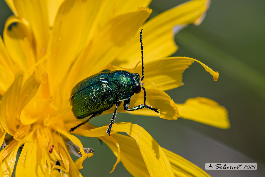 Cryptocephalus aureolus  (???)
