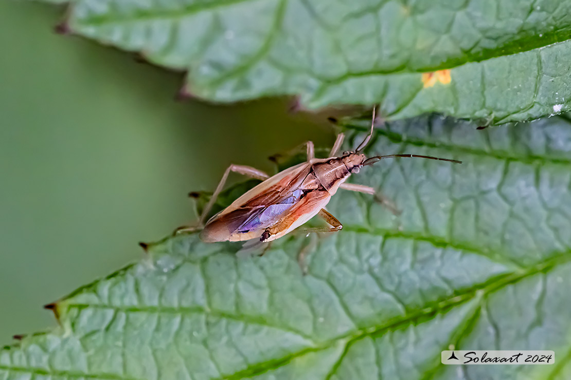 Miridae  (???)