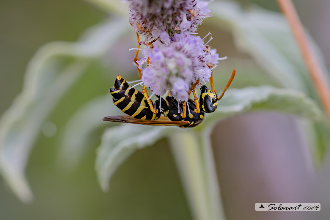 Polistes (??)   parassitata da Xenos vesparum
