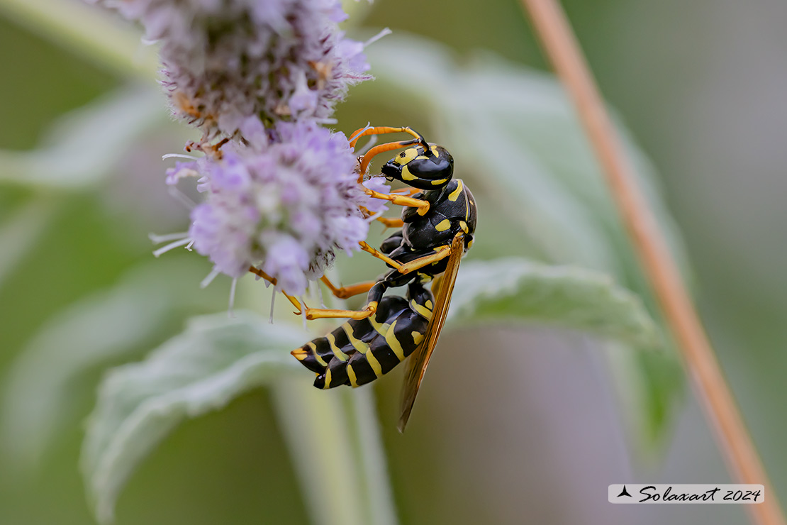 Polistes (??)   parassitata da Xenos vesparum
