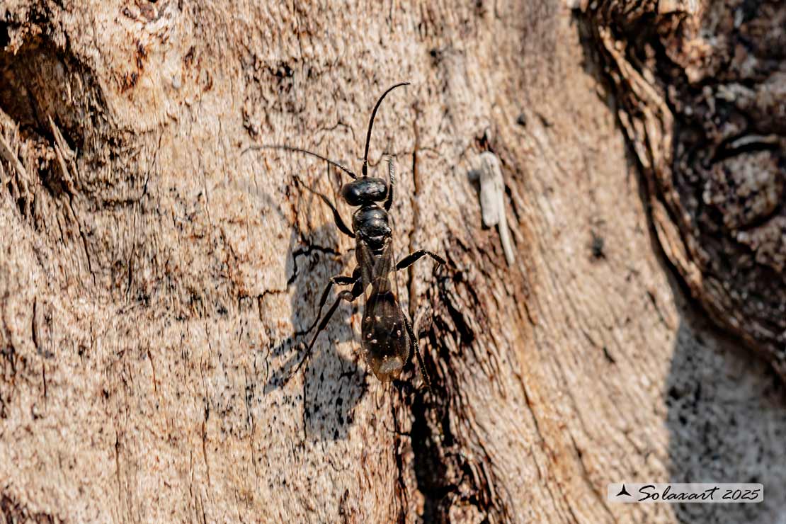 Pompilidae; Deuteragenia subintermedia  ??