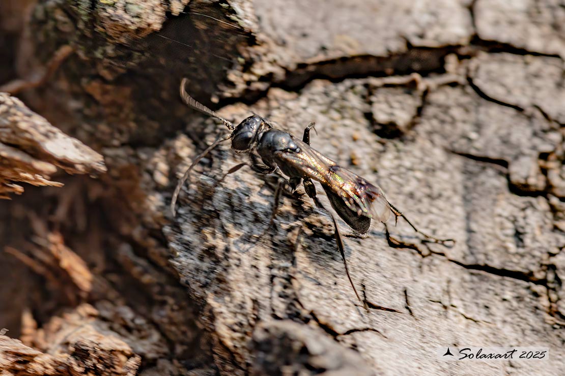 Pompilidae; Deuteragenia subintermedia  ??