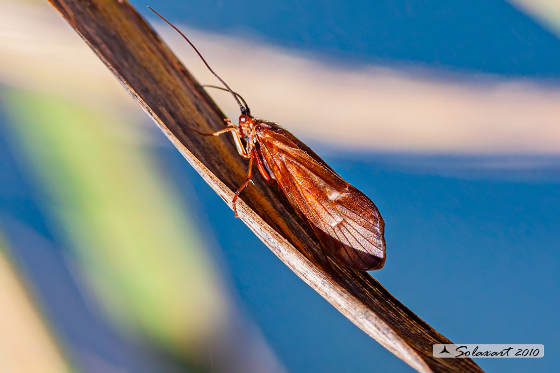 Anabolia ?? bimaculata ??