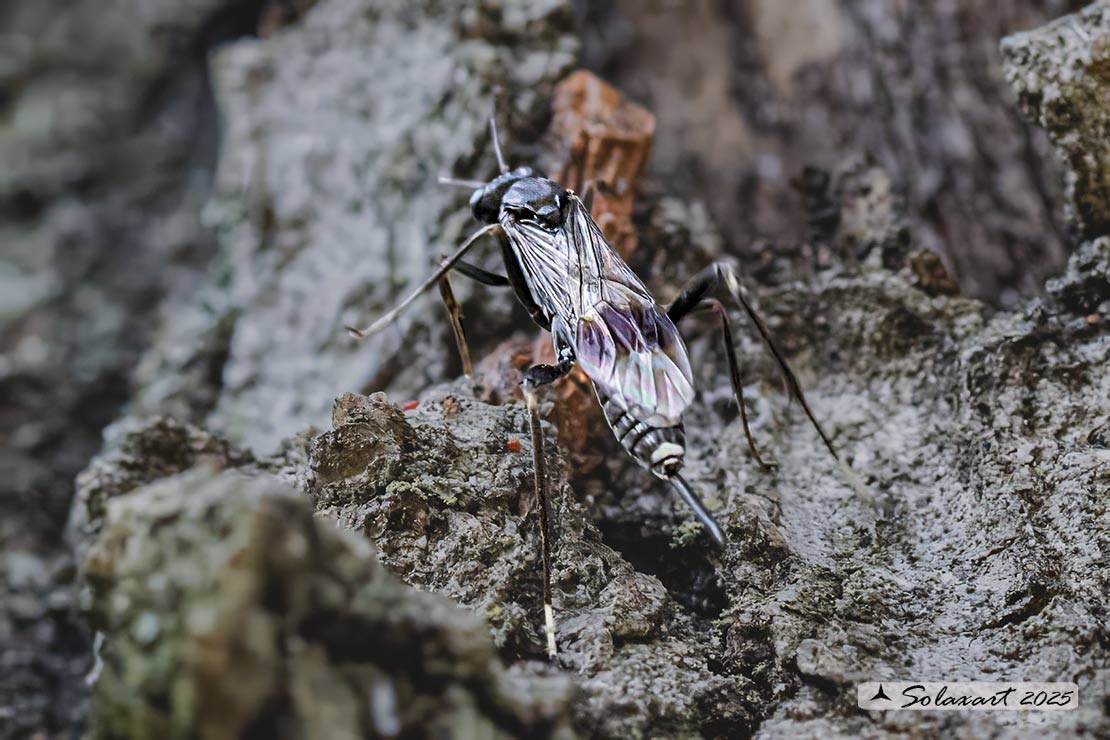 Nippocryptus vittatorius; Ichneumonidae;  (??)