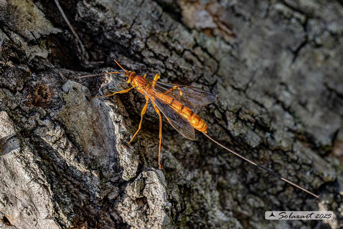 Megarhyssa vagatoria  (?)