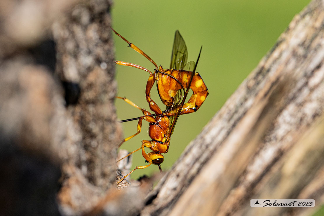 Megarhyssa vagatoria  (?)