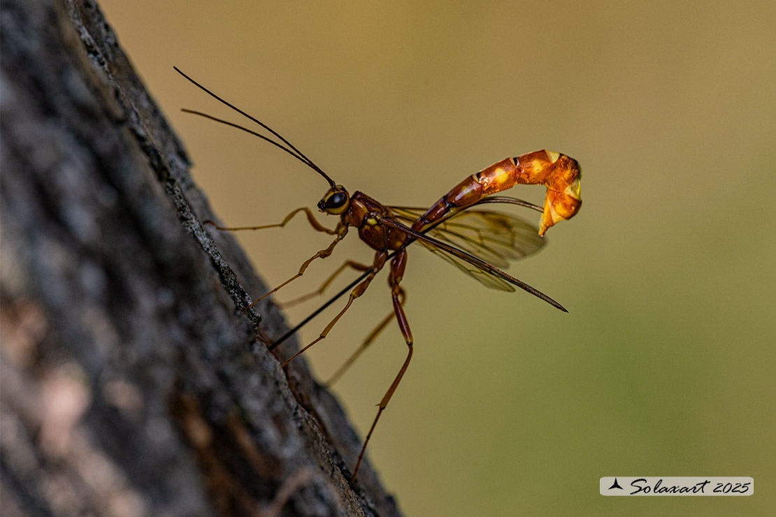 Megarhyssa vagatoria  (?)