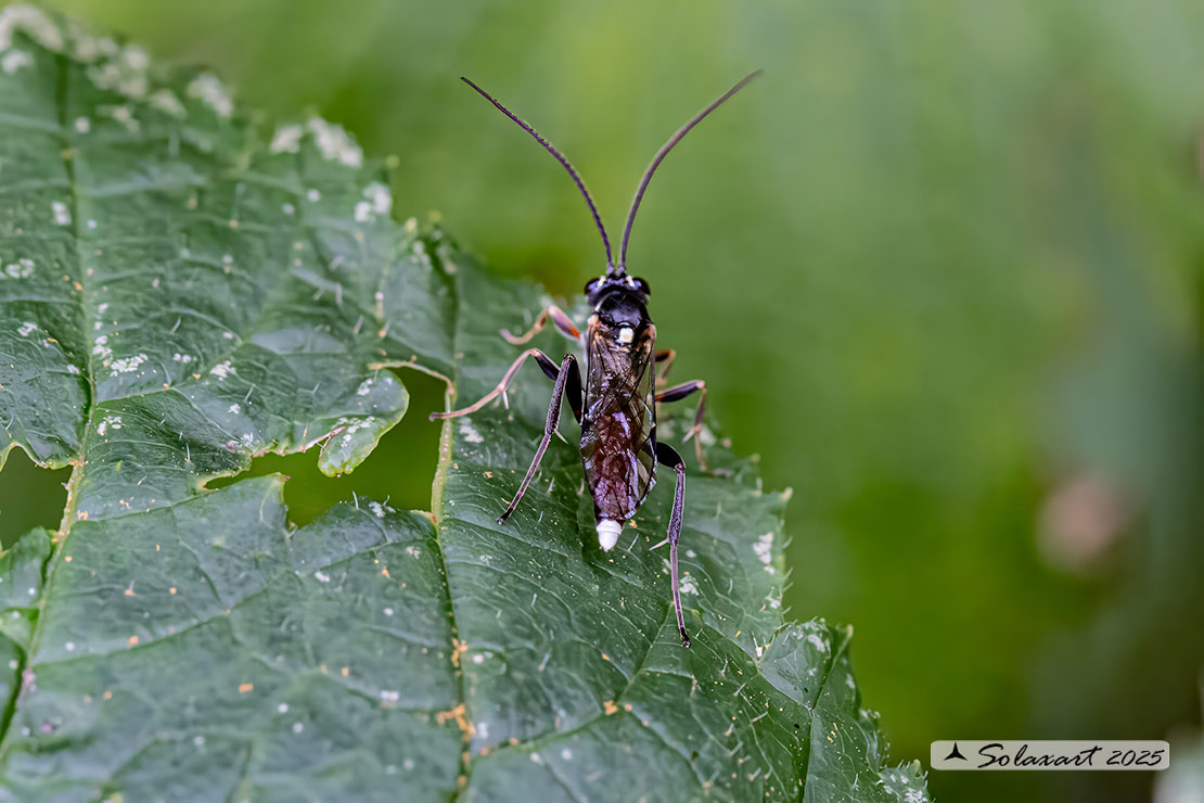 Macrophya  (?). No, Ichneumonidae