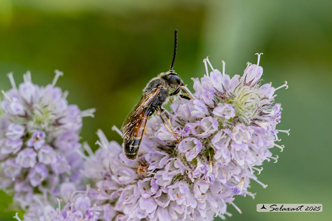 Andrena   ...   ? hattorfiana ?