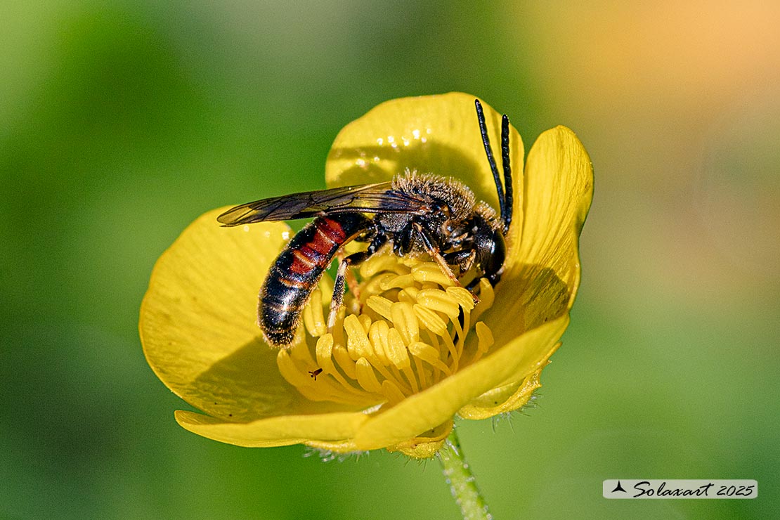 Lasioglossum calceatum  ??