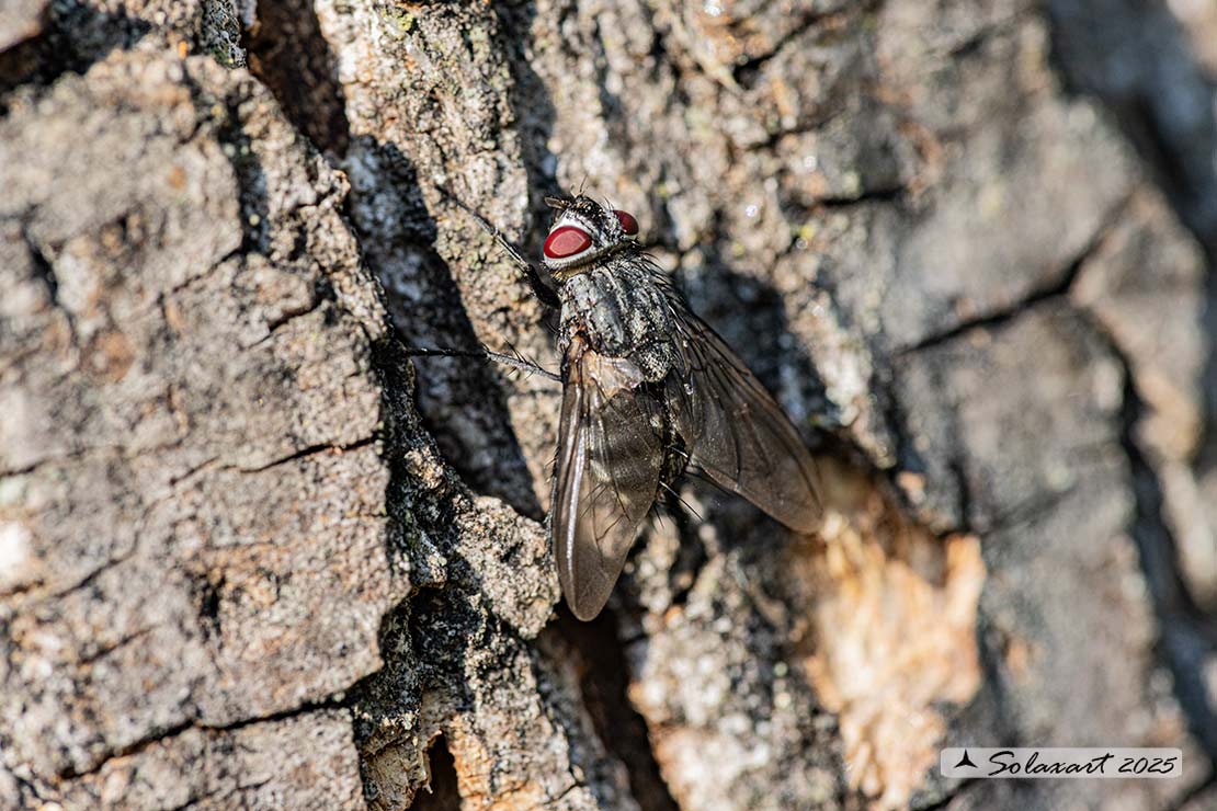 Metopia ??  campestris
