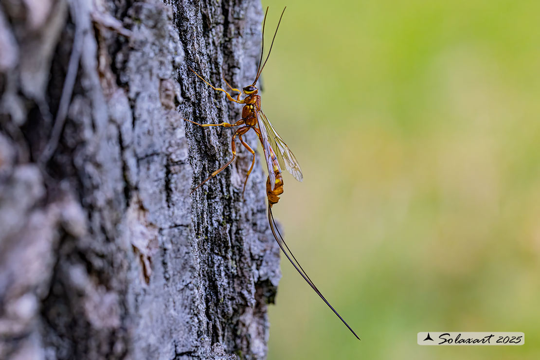 Anche oggi Ichneumonidae al lavoro (Megarhyssa vagatoria ?)