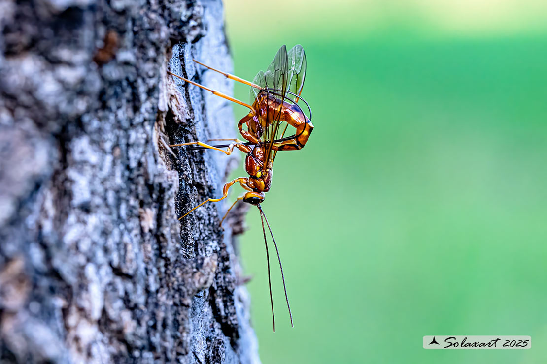 Anche oggi Ichneumonidae al lavoro (Megarhyssa vagatoria ?)