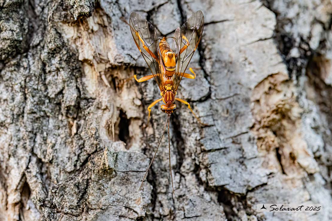 Anche oggi Ichneumonidae al lavoro (Megarhyssa vagatoria ?)