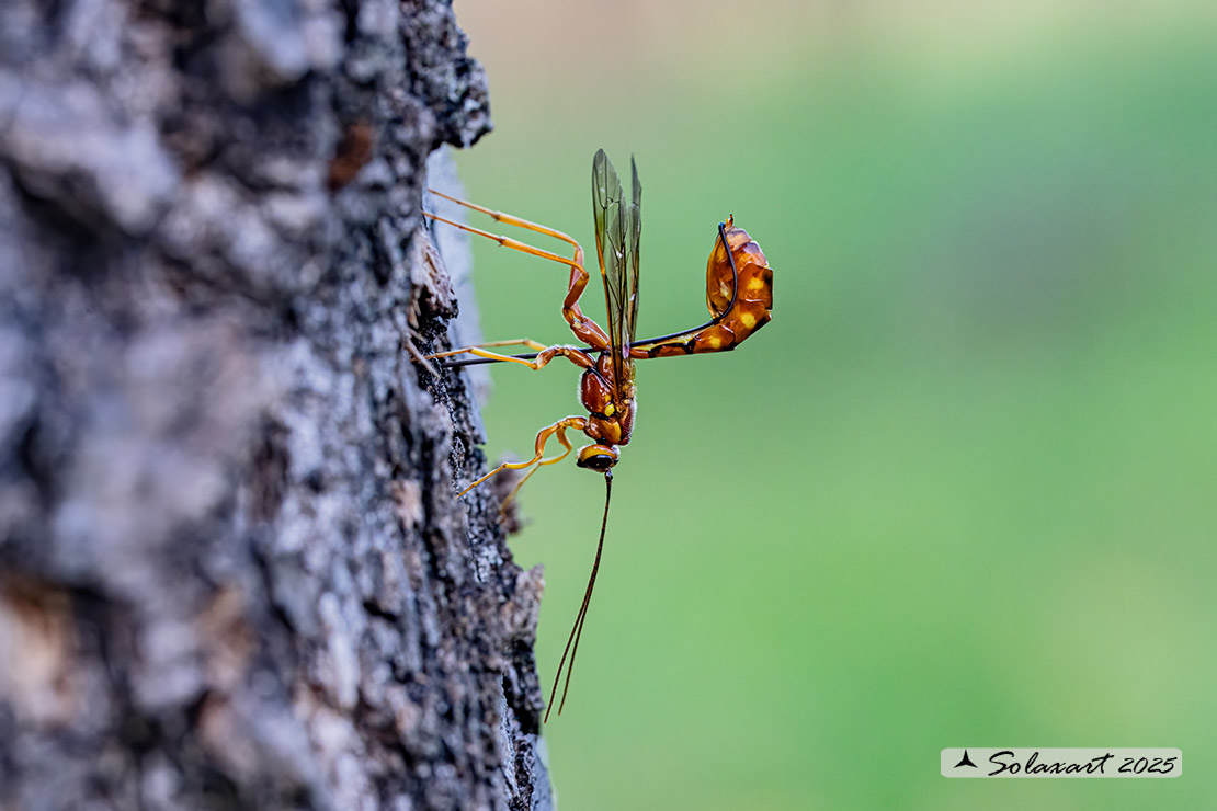 Anche oggi Ichneumonidae al lavoro (Megarhyssa vagatoria ?)