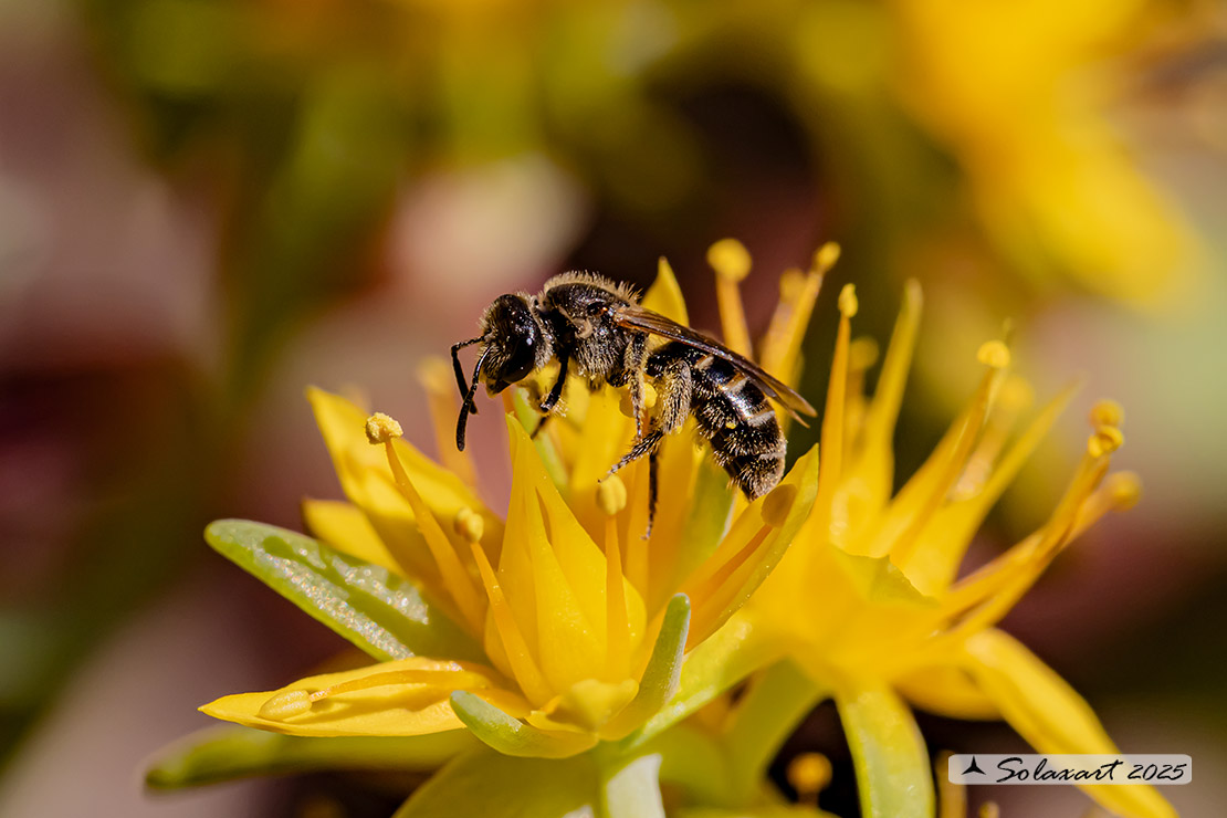 Lasioglossum (???)
