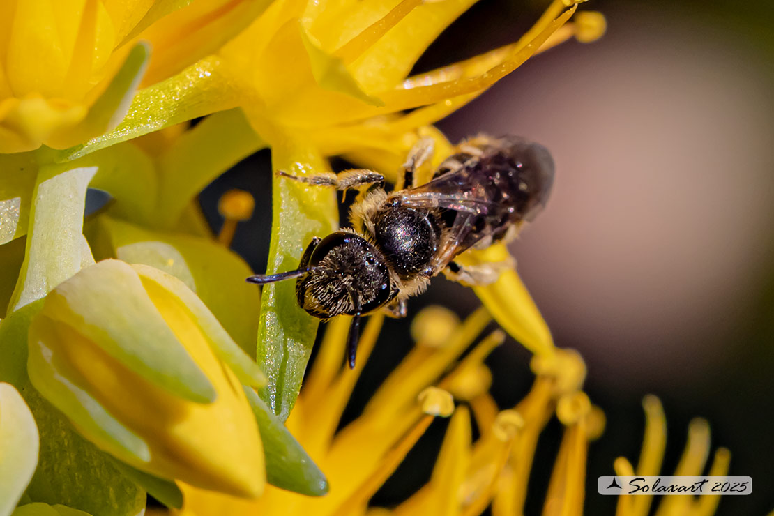 Lasioglossum (???)
