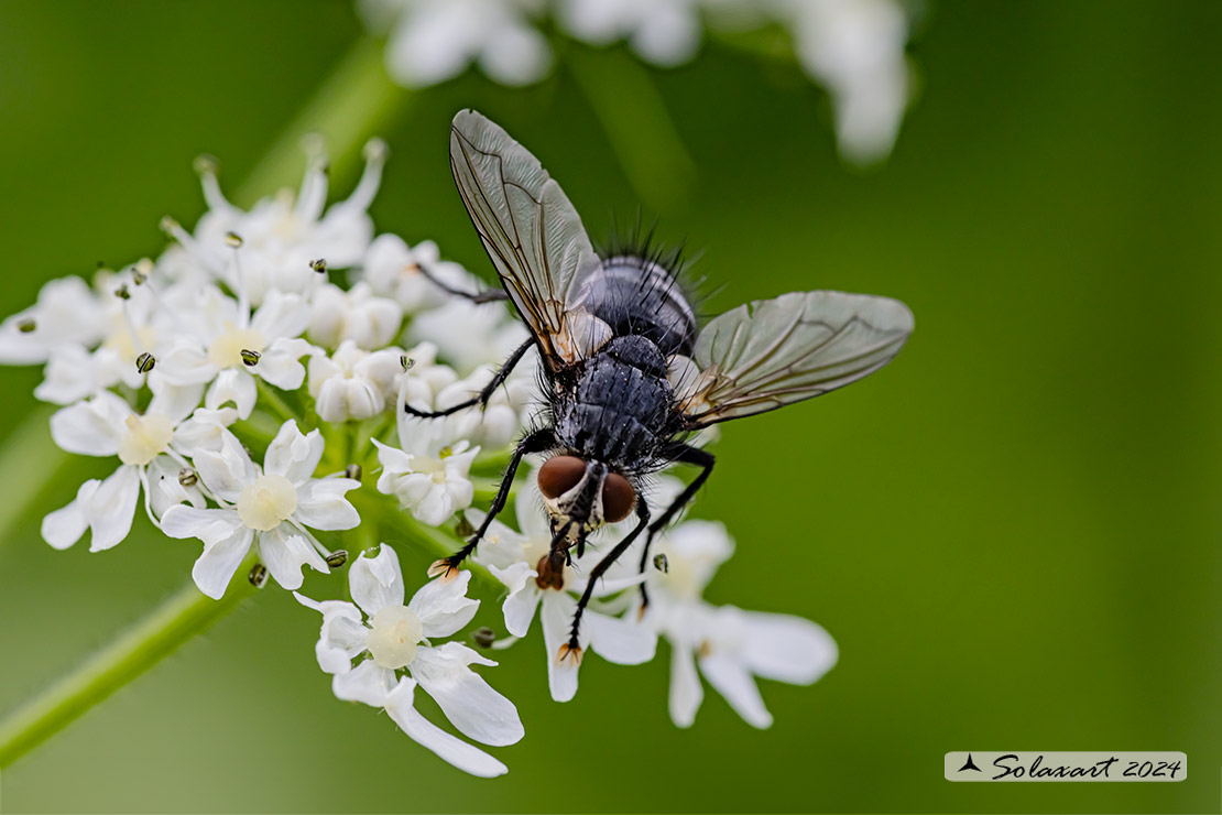Masicera sp  (???)