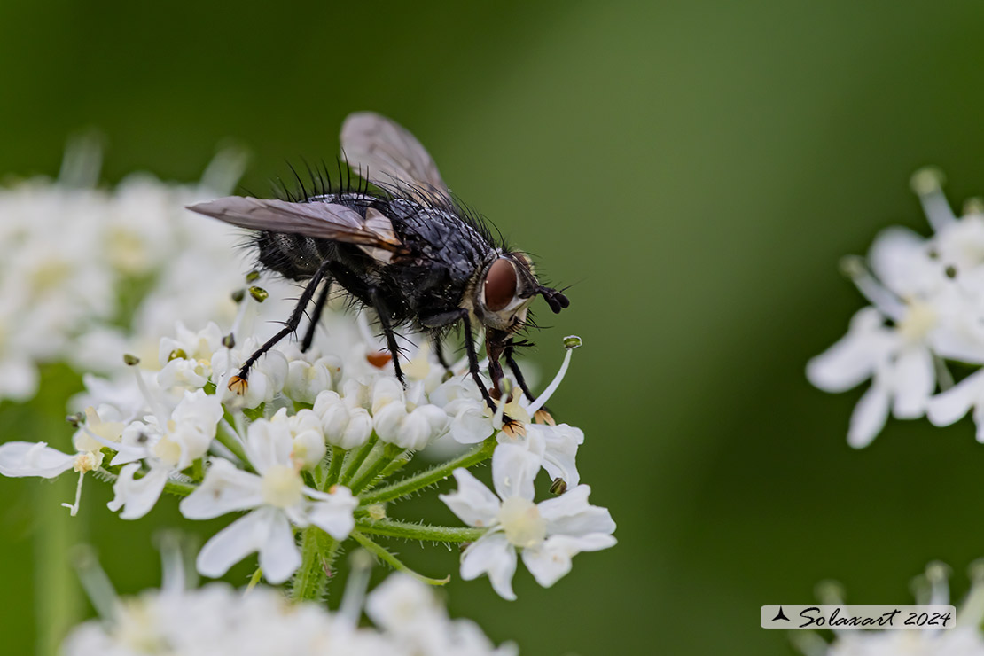 Masicera sp  (???)