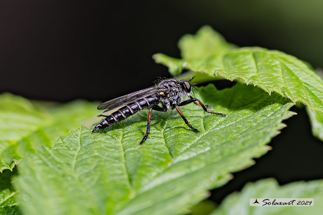 Neoitamus (cfr cyanurus ???)