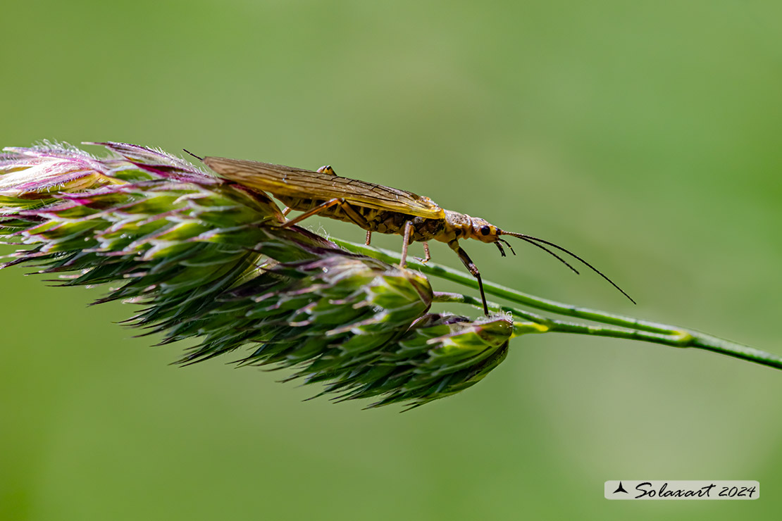 Plecoptera  - forse Dinocras ferreri  (????)