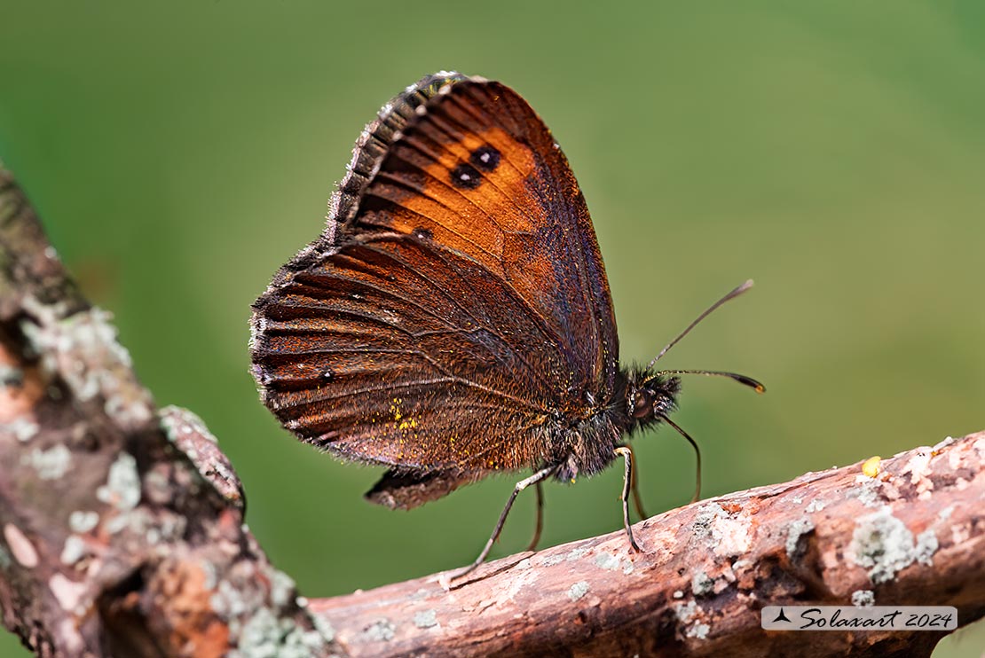 Erebia ligea  (??)