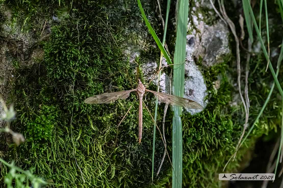 Tipula luna (??)