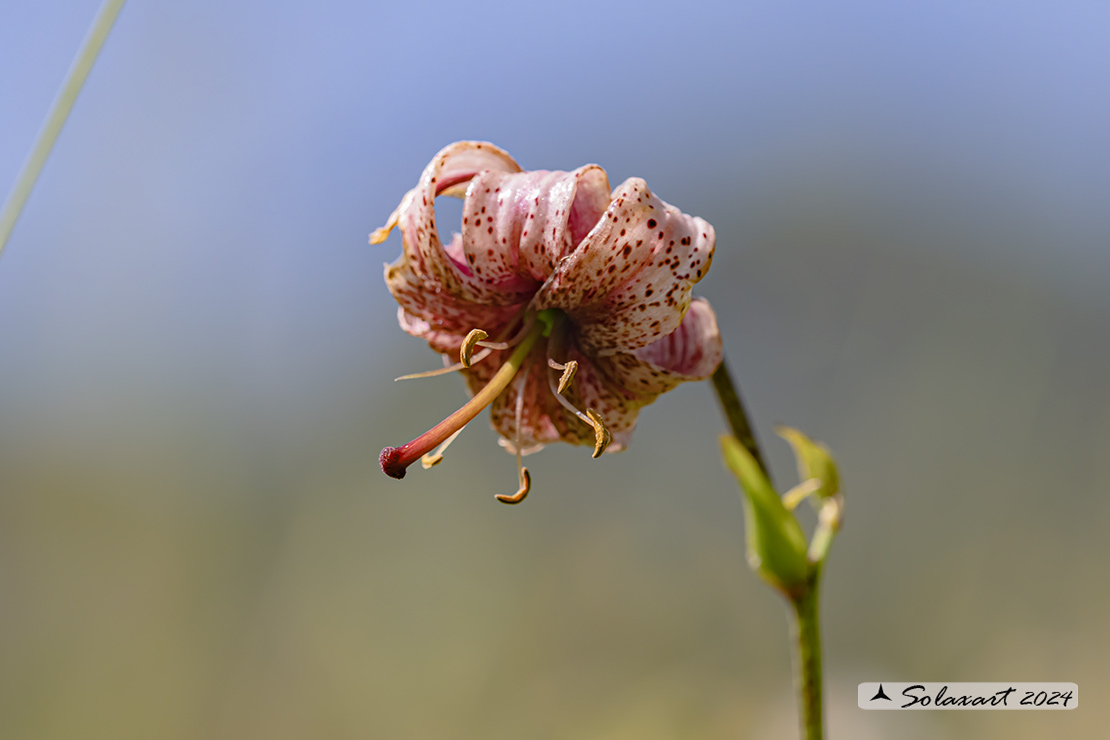 sembrerebbe un Lilium kelloggii  ??