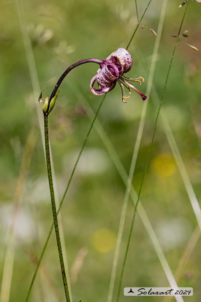 sembrerebbe un Lilium kelloggii  ??