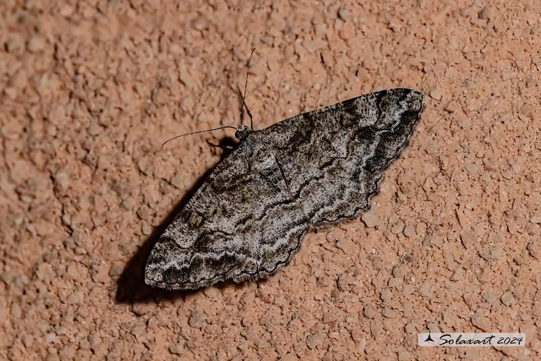 Peribatodes rhomboidaria? No, Alcis repandata - Geometridae