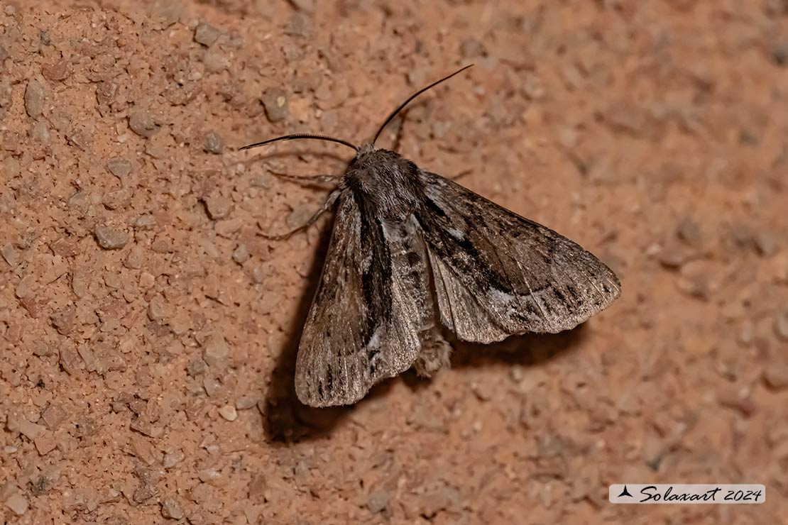 Noctuoidea  (?????) - Hyppa rectilinea
