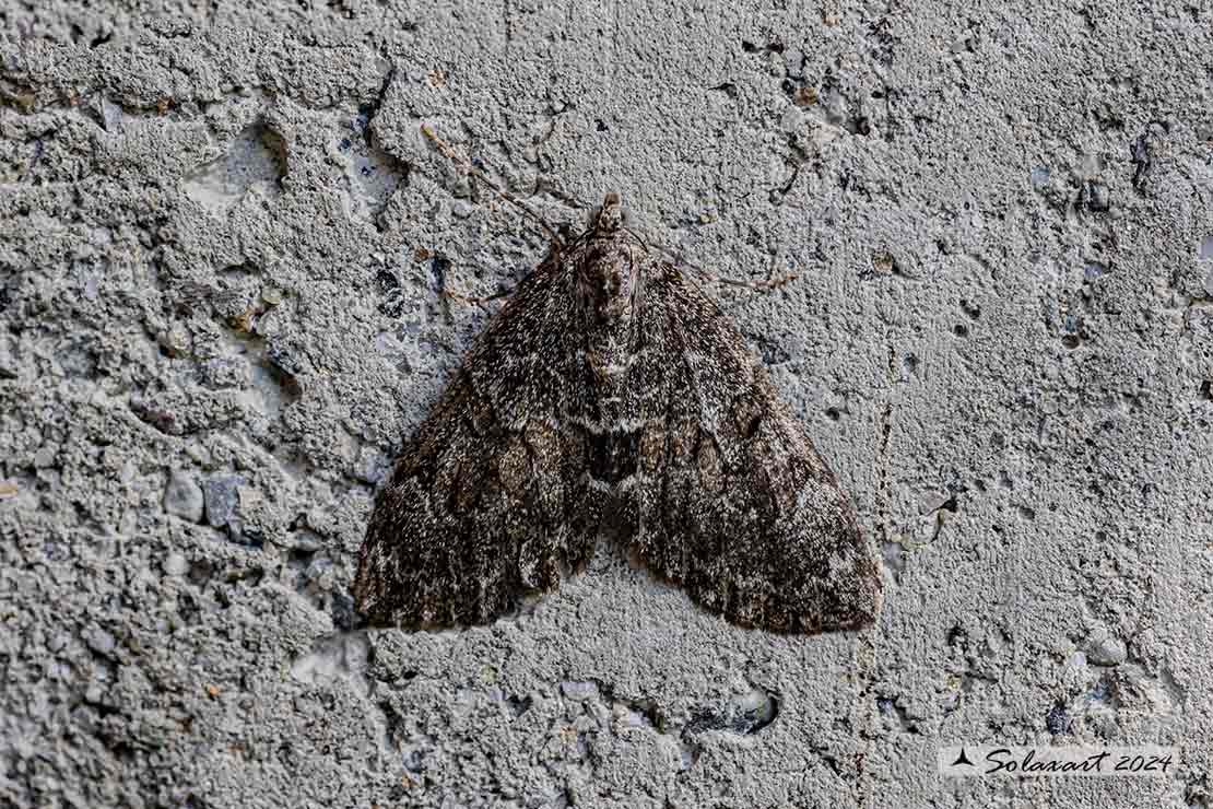 Chloroclysta (???)