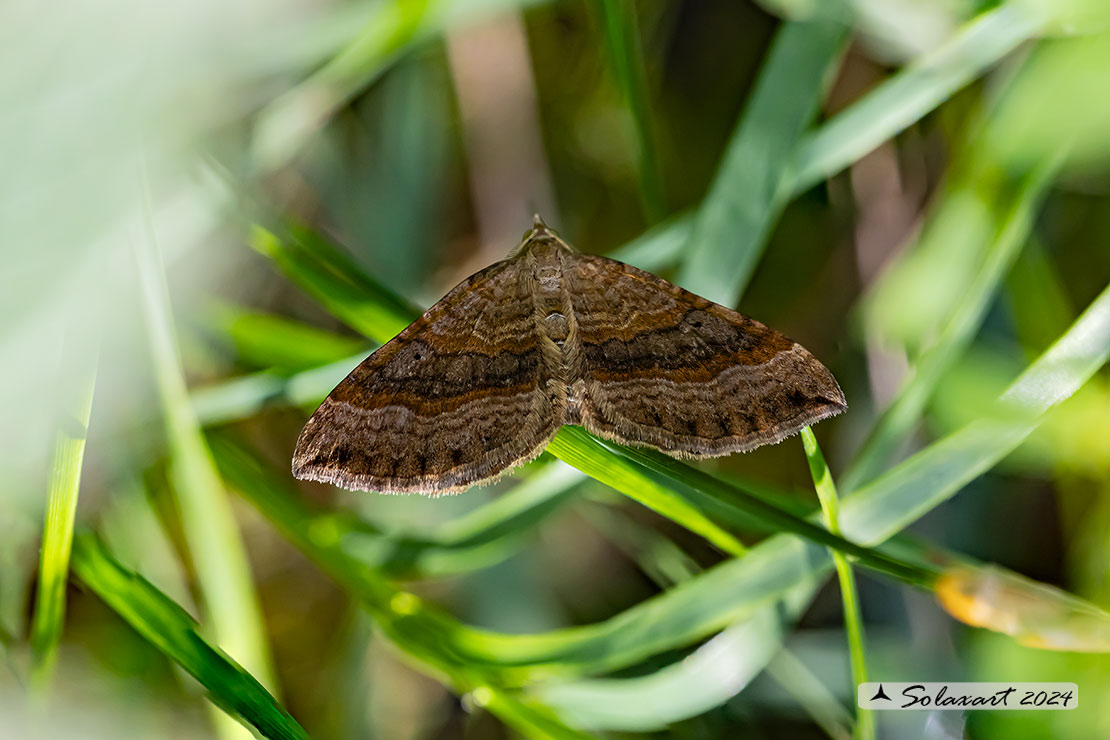 Geometridae (????)