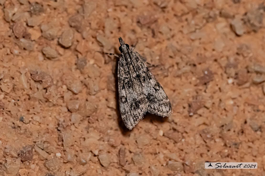 Crambidae  Eudonia (sp ??)